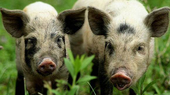 Крупные породы свиней, фотографии и подробное описание