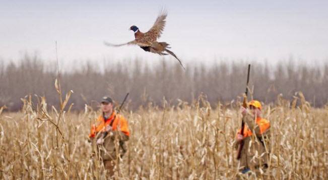 Как охотятся на фазанов