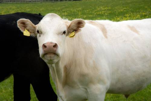 Как забить корову - вскрытие и резка