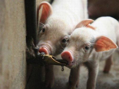 Как правильно поить свиней