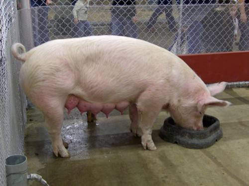 Как лечить аскаридоз у свиней