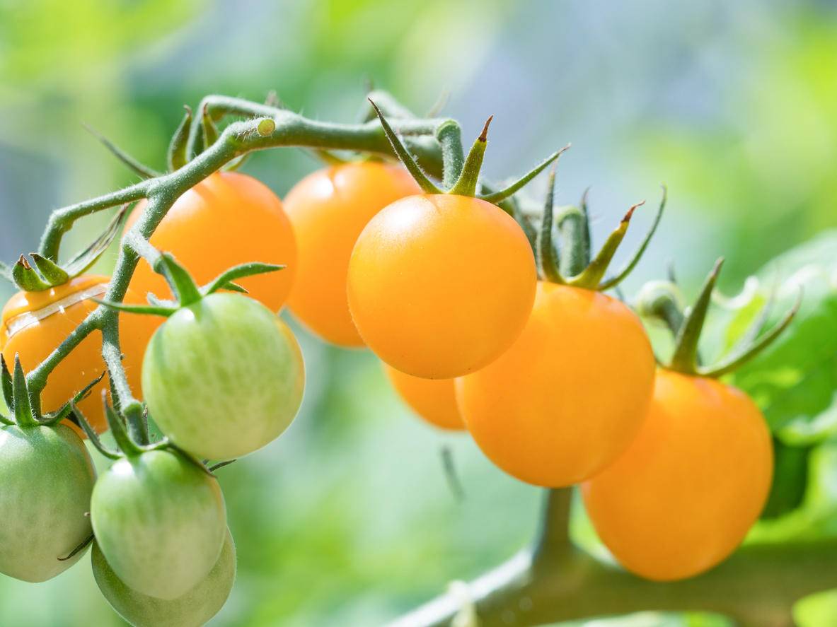 Как вырастить из семян томат черри Вишня желтая в домашних условиях
