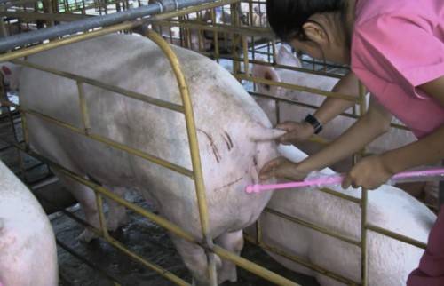 Искусственное оплодотворение свиньи