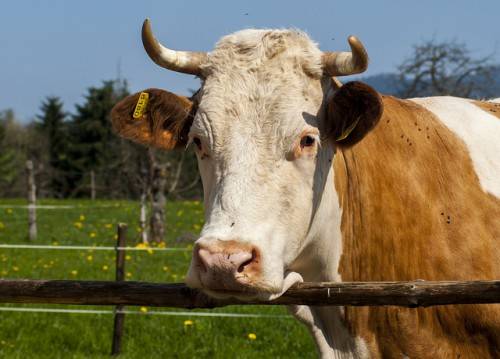 Гинекологические заболевания у коров