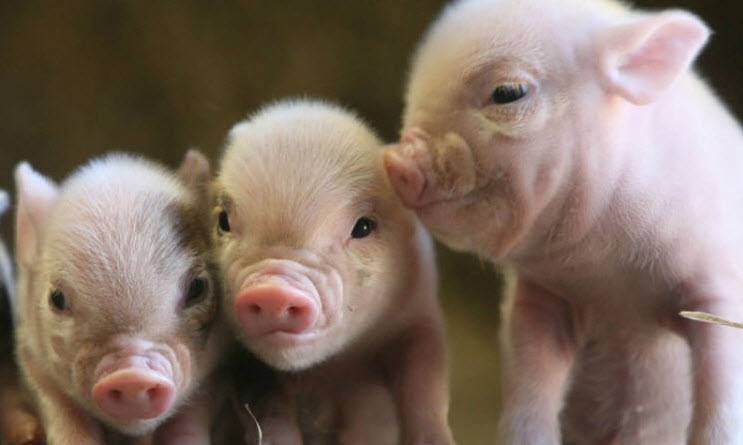 Что влияет на откорм свиней