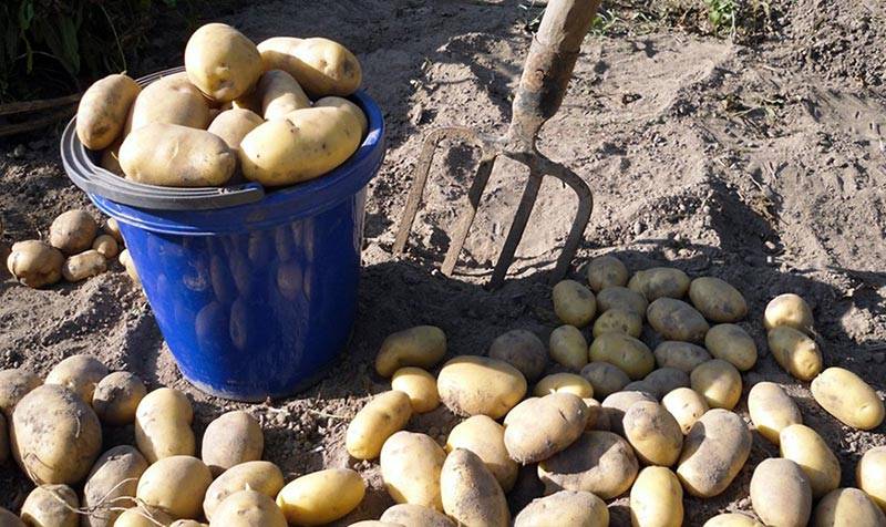 Убираем картофель: когда и как это лучше сделать