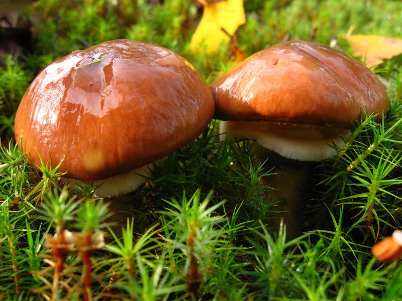Можно ли употреблять в пищу червивые грибы