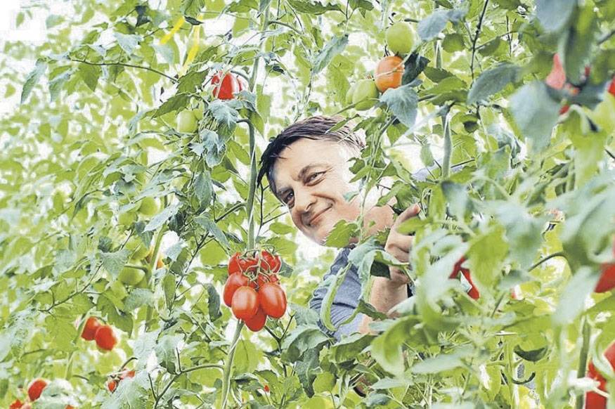 Как вырастить мясистые и вкусные помидоры