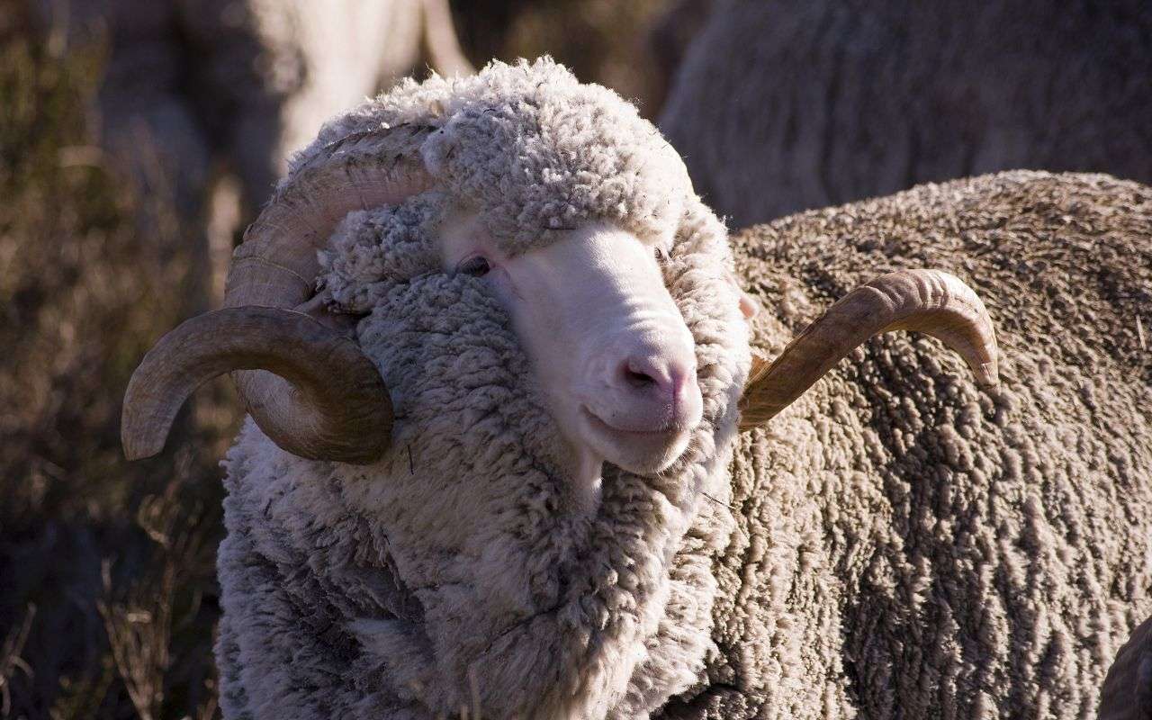 Порода овец Меринос: разновидности и особенности ухода