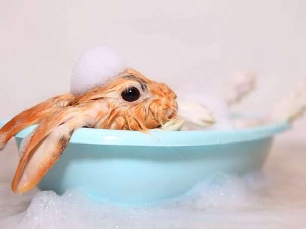 Можно ли купать кролика: проблемы и особенности процедуры. Фото.