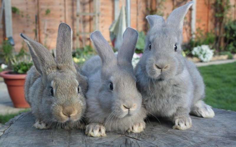 Мокрец у кроликов: инфекционный, бактериальный, травматический
