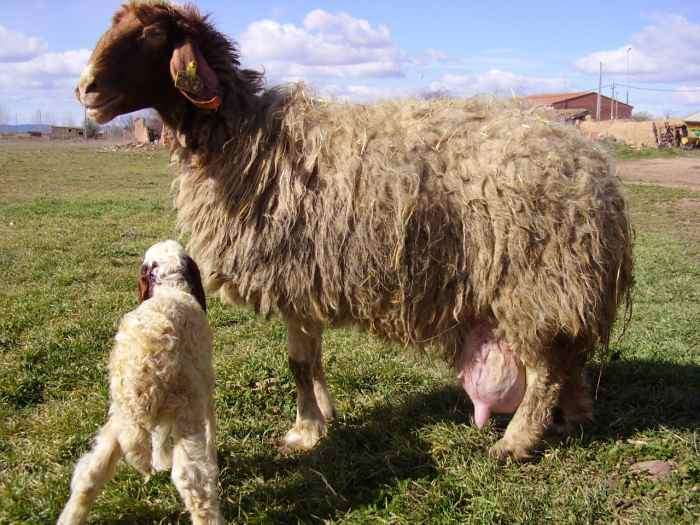 Молоко овец: повышение продуктивности овец молочных пород