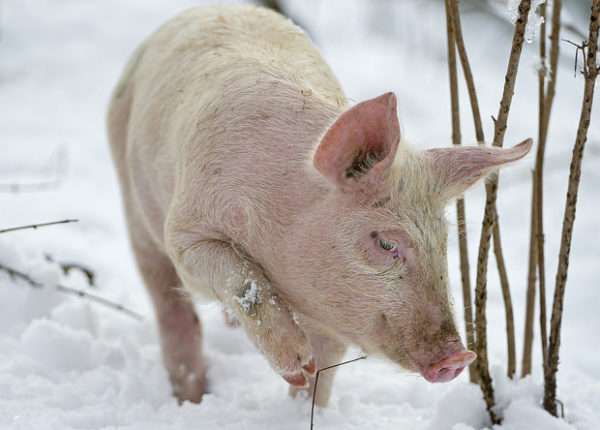 Нормальная температура у свиней: способы измерения