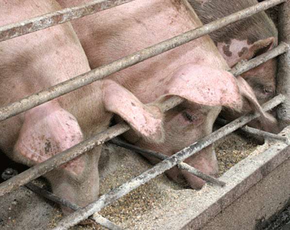Откорм свиней - виды и особенности составления рациона