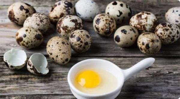 Перепелиные яйца: польза, вред, правила хранения, способы получения