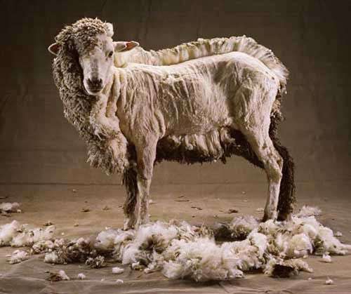 Переработка шерсти овец: эффективность бизнеса