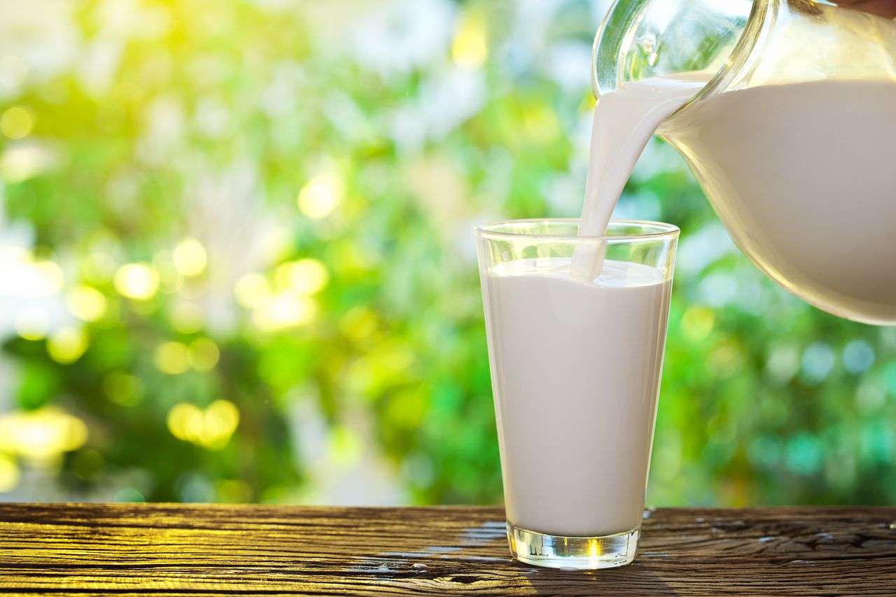 Почему горчит молоко у коровы и козы - причины и методы решения