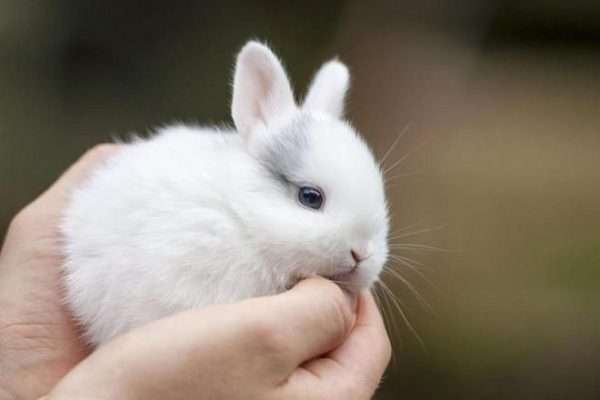Разведение декоративных кроликов: особенности содержания и ухода
