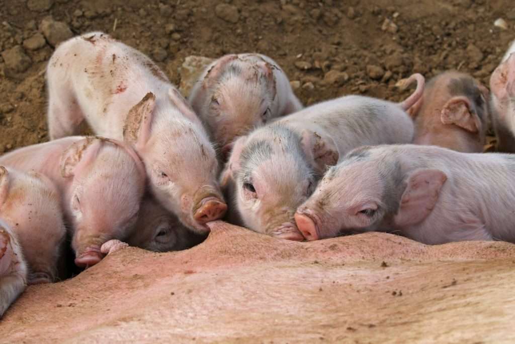 Разведение свиней: содержание, питание, беременность