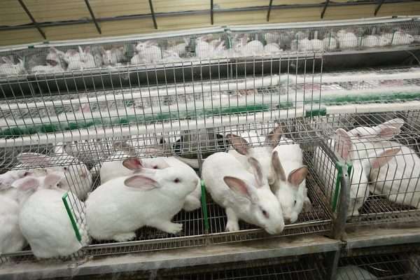 Рентабельность кролиководства: как организовать выгодный бизнес