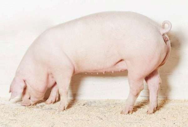 Самка свиньи: отличие от самца, беременность и подготовка к родам