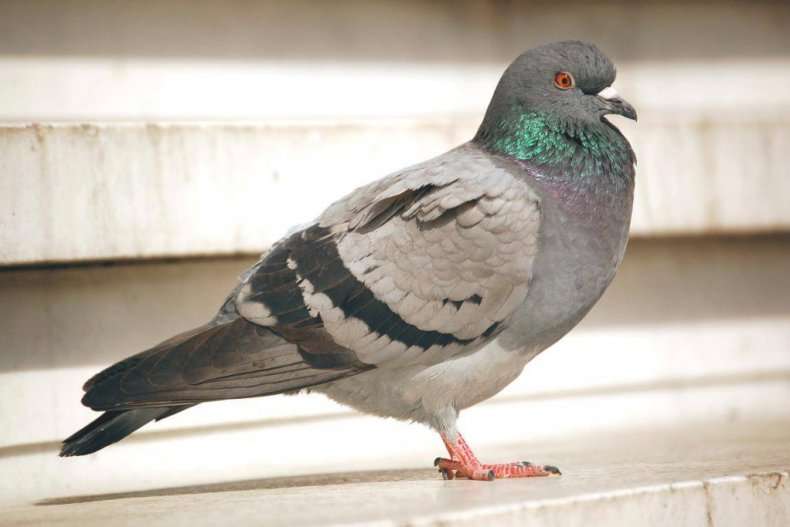 Сизый голубь: описание и характеристика вида, ареал, условия жизни