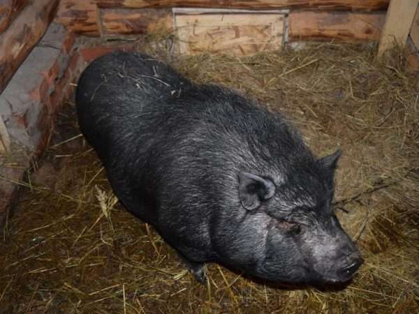 Сколько весит свинья: измерение веса в домашних условиях