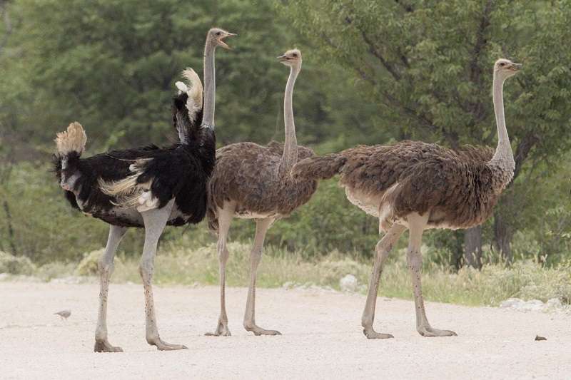 Сколько весит страус: о самой большой птице в цифрах и фактах