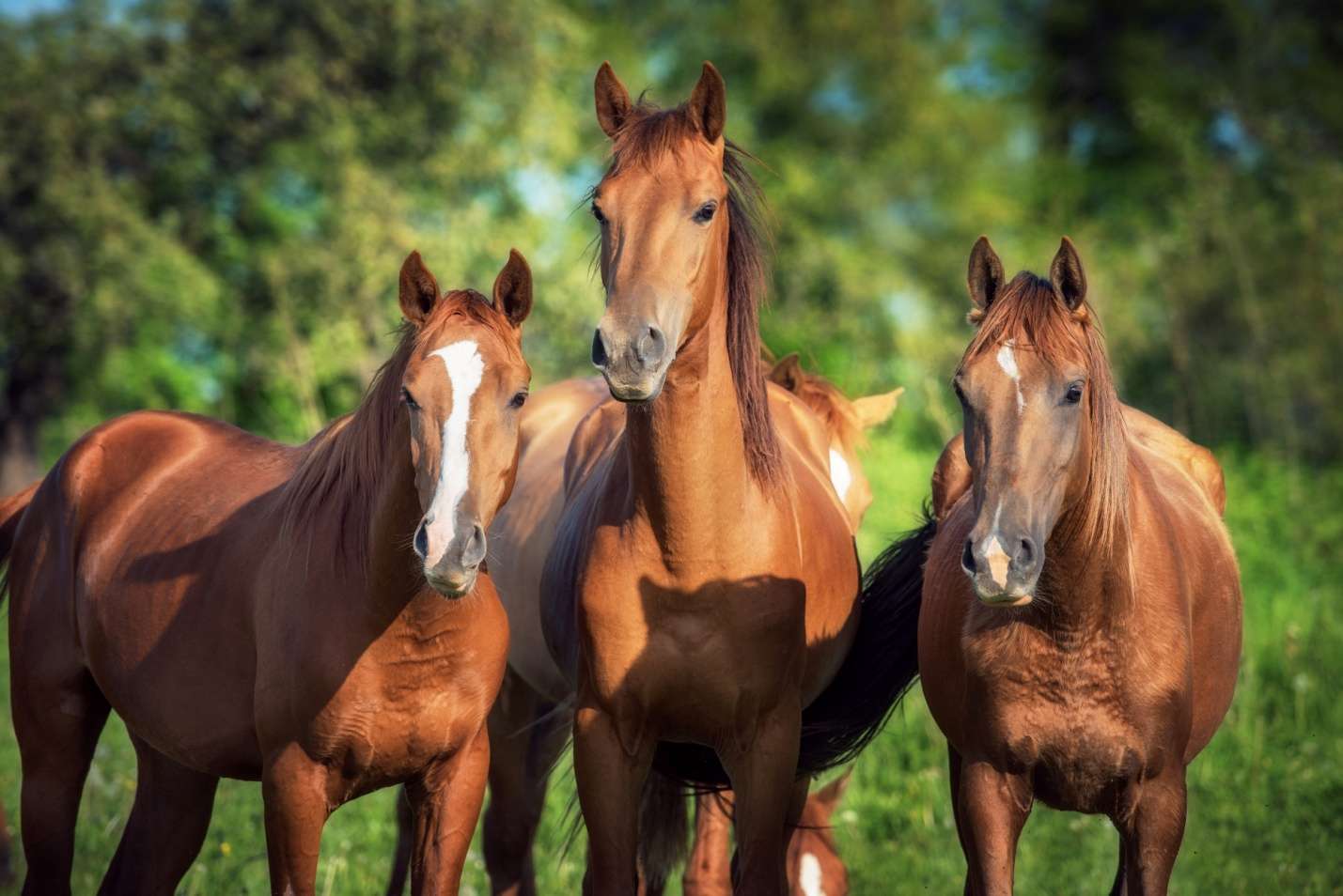 Сколько живут лошади: содержание, питание и уход