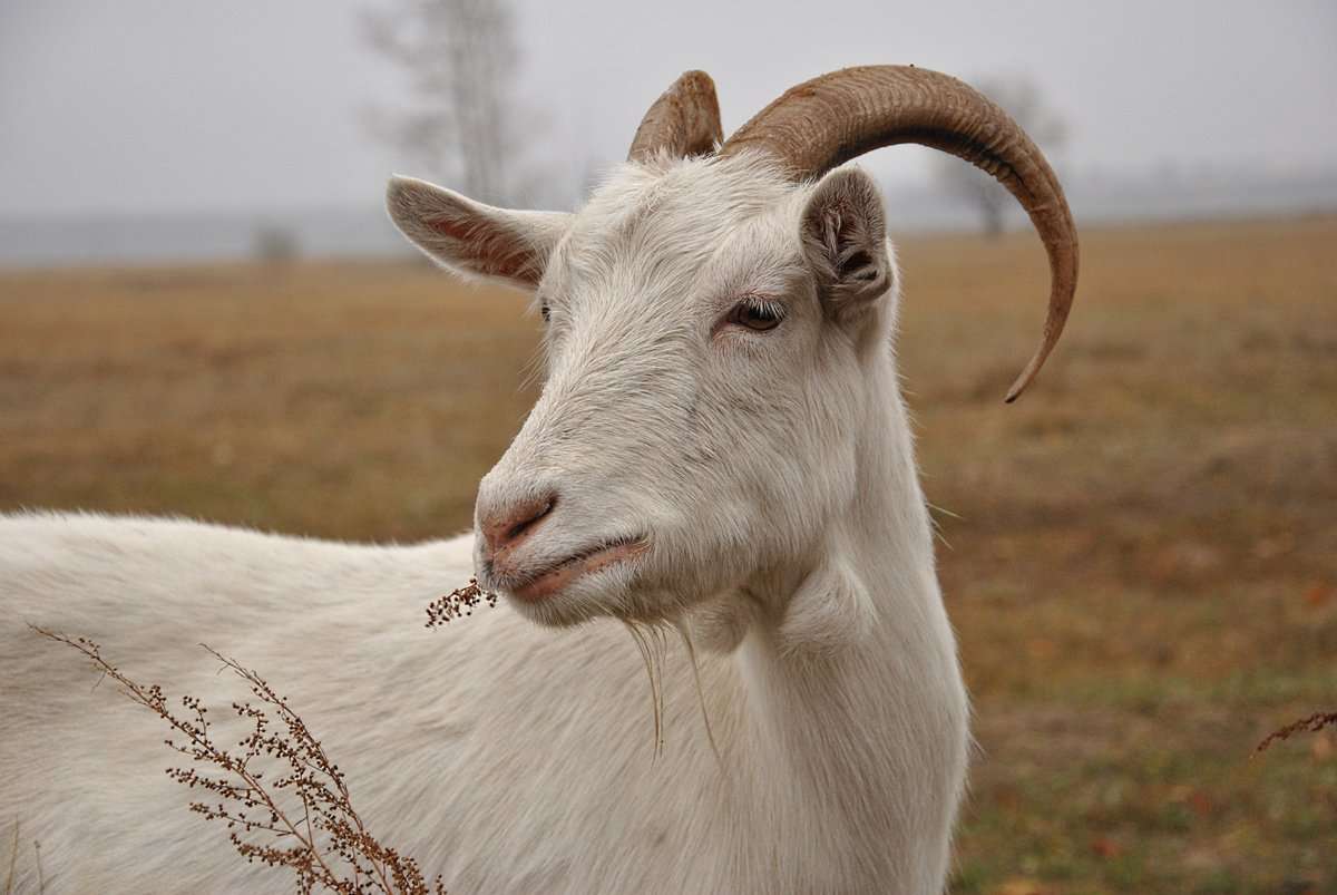 Сколько ходит беременная коза: особенности беременности коз