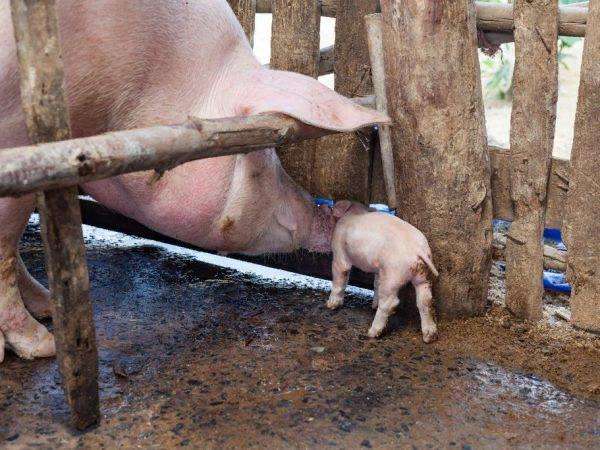 Содержание свиней: особенности выращивания