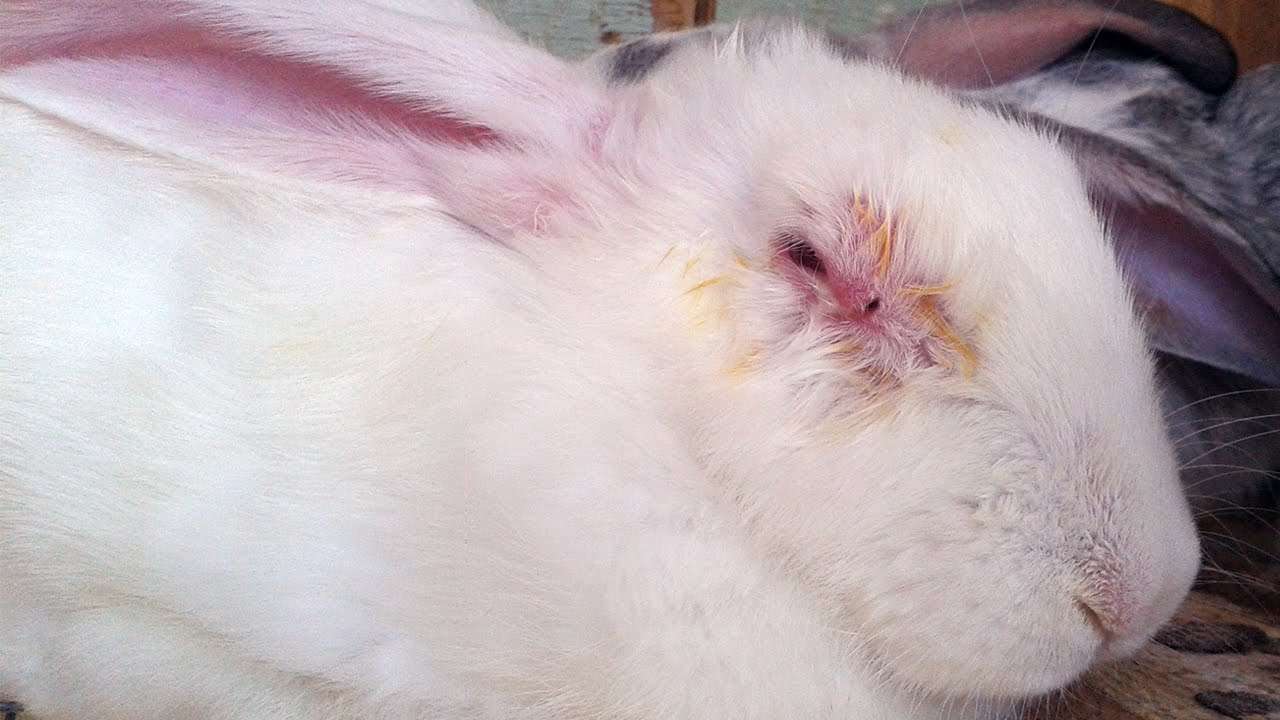 У кролика опухли глаза: возможные причины и особенности лечения