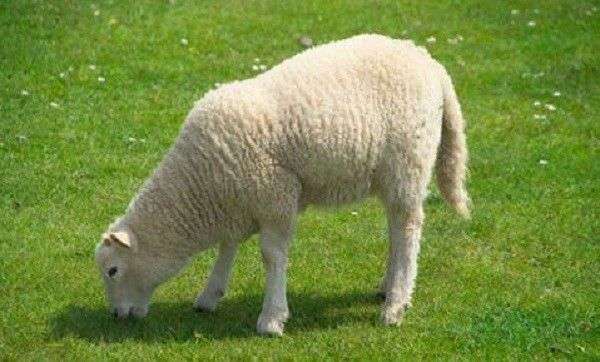 Чем кормить овец: подробный рацион и особенности кормления