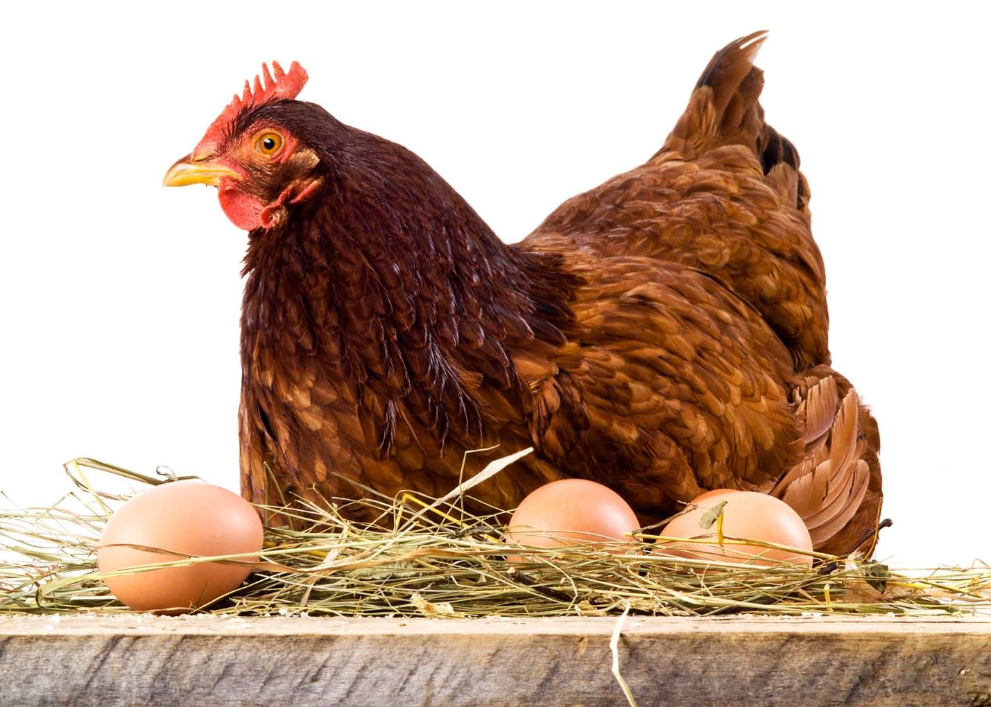 Вес курицы: как определить вес цыпленка и бройлера