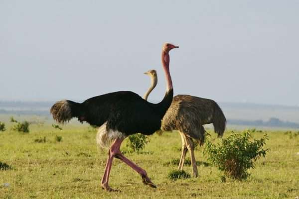 Виды страусов: описание, продуктивные характеристики, экстерьер