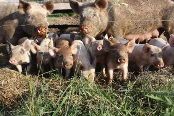 Выращивание свиней: выбор пород, преимущества разведения