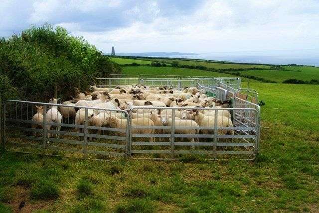 Загон для овец: строительство своими руками, 2 варианта