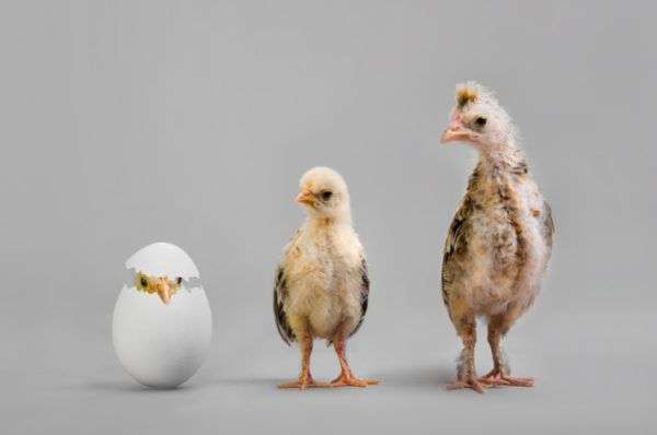 Как долго длится развитие курицы: сроки, этапы формирования птенца