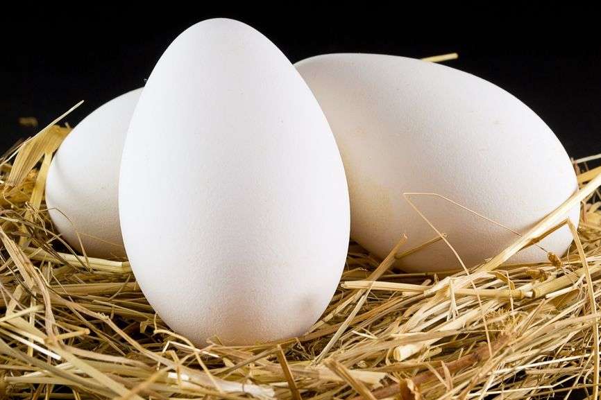 Как посадить гусыню на яйца добровольно или принудительно? Какие яйца подкладывать?