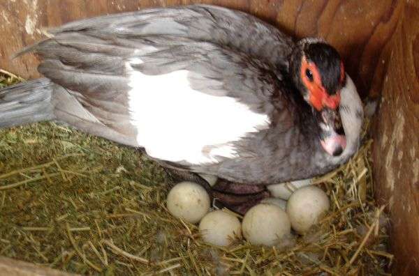 Как посадить утку на яйца: основные правила и методы