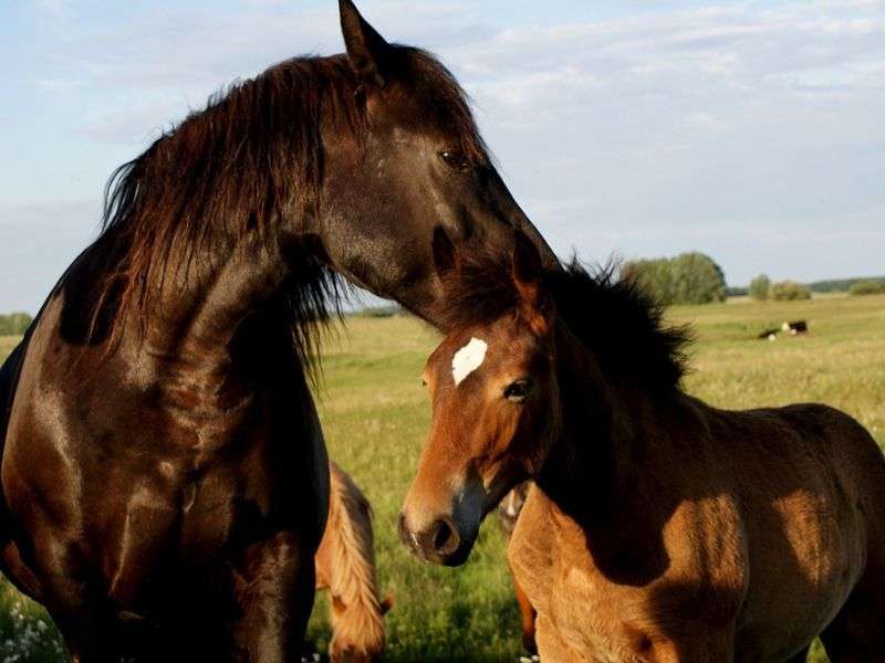 Как рожают лошади: этапы беременности и процесс родов
