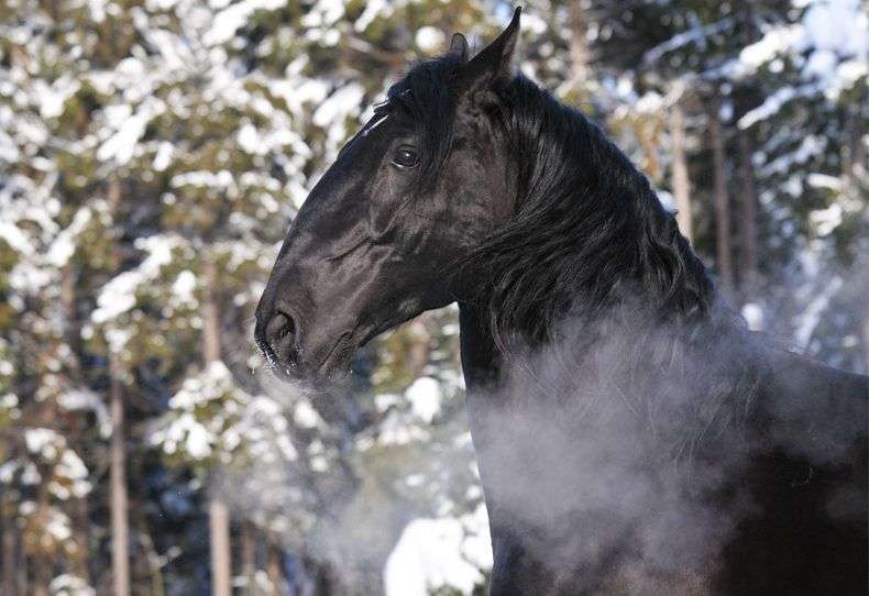 История появления «Кладрубской лошади», описание породы, фото и видео