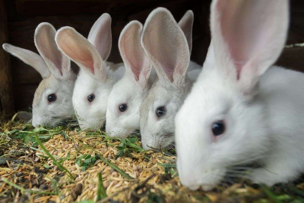 Комбикорм для кроликов: состав, приготовление своими руками