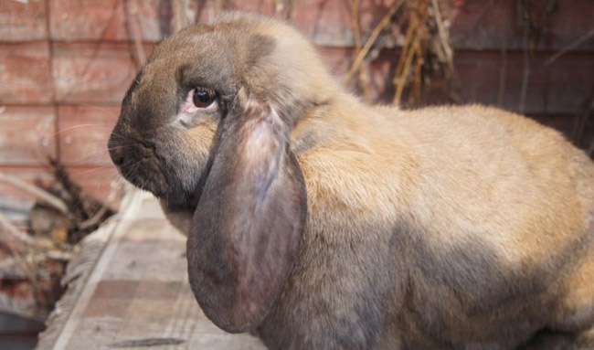 Кролик - баран: особенности вида и условия содержания