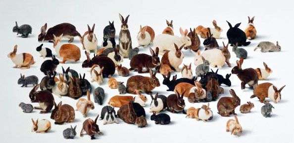 Кролики мясных пород: виды, советы по выбору, уходу за ними