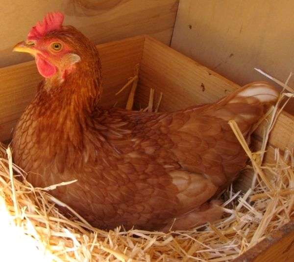 Курица наседка: уход, питание и выбор яиц для высиживания