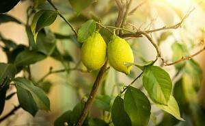 Мальсекко лимона. Как распознать и лечить заболевание