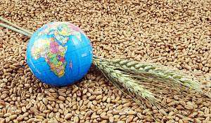 Как продать зерно за границу