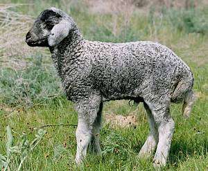 Смушковые породы овец