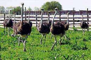 Выращивание и разведение страусов: бизнес или хобби